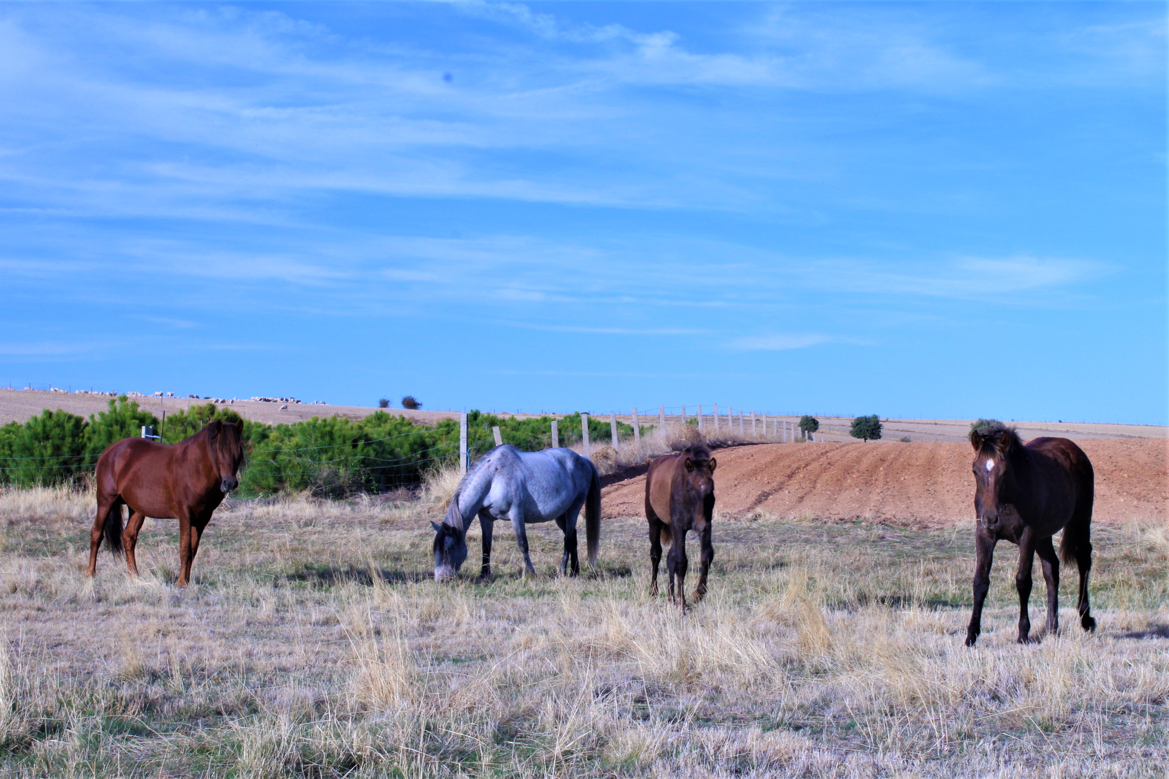 Caballos en Salce