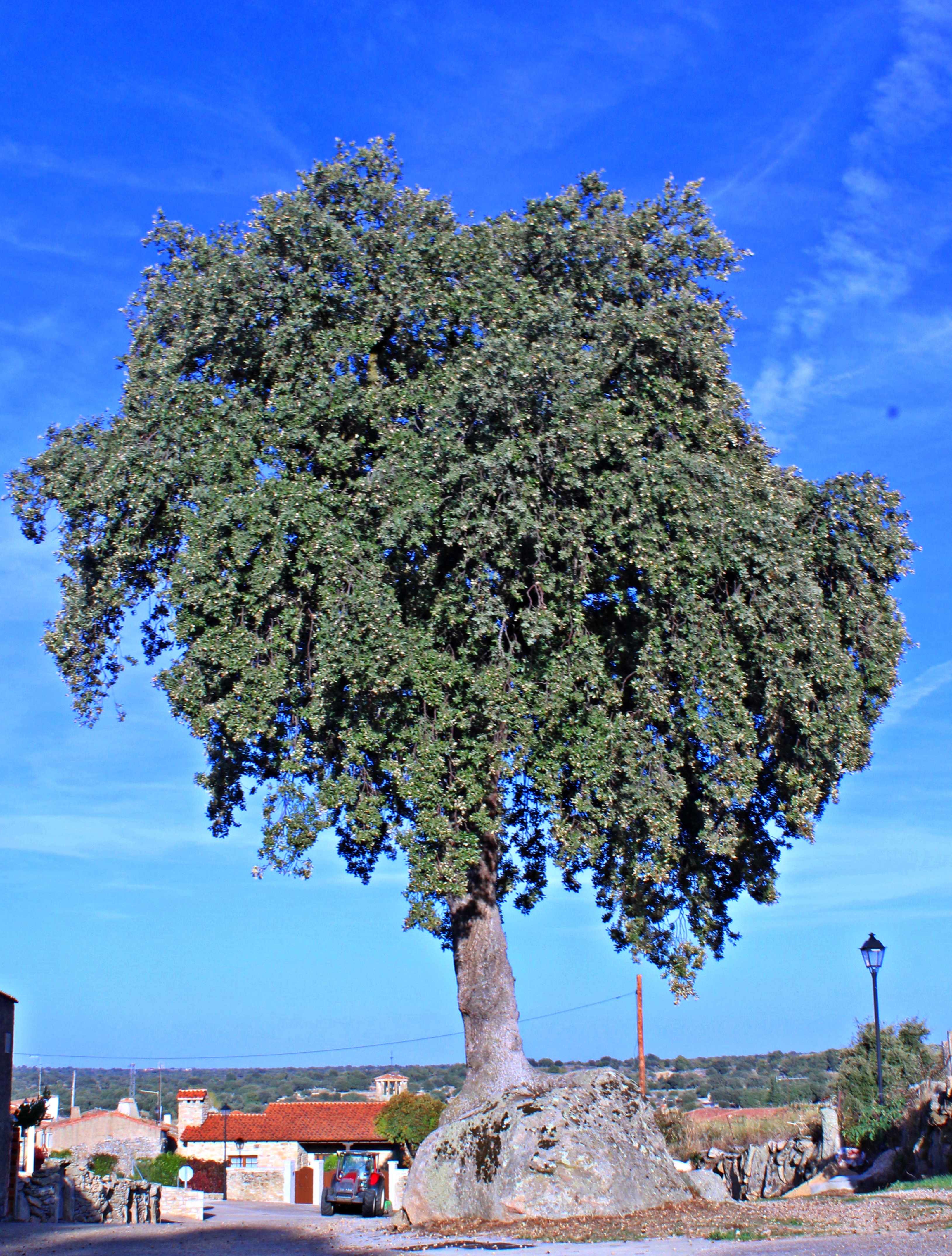 Encina de Salce