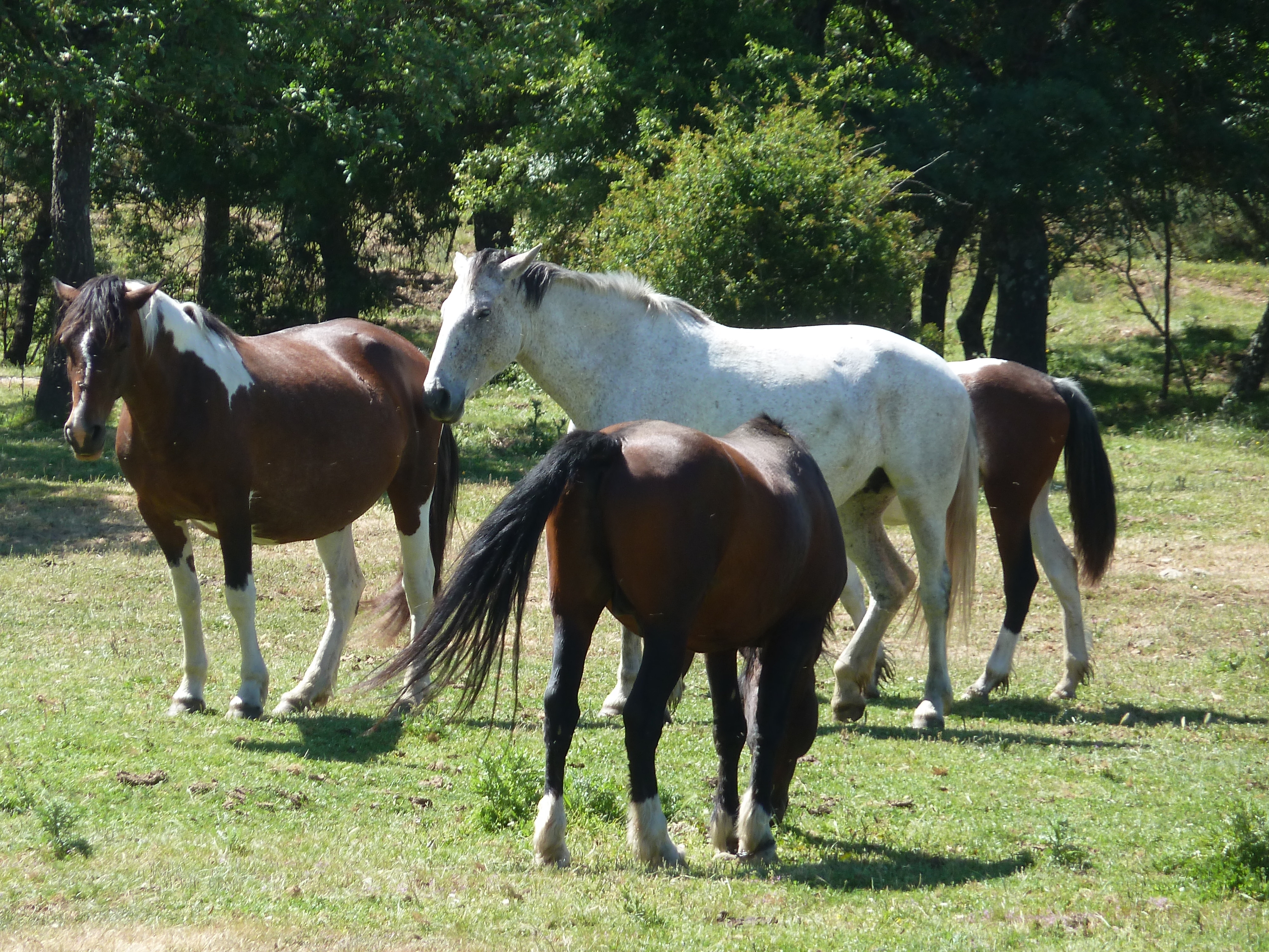 Caballos en Agallas