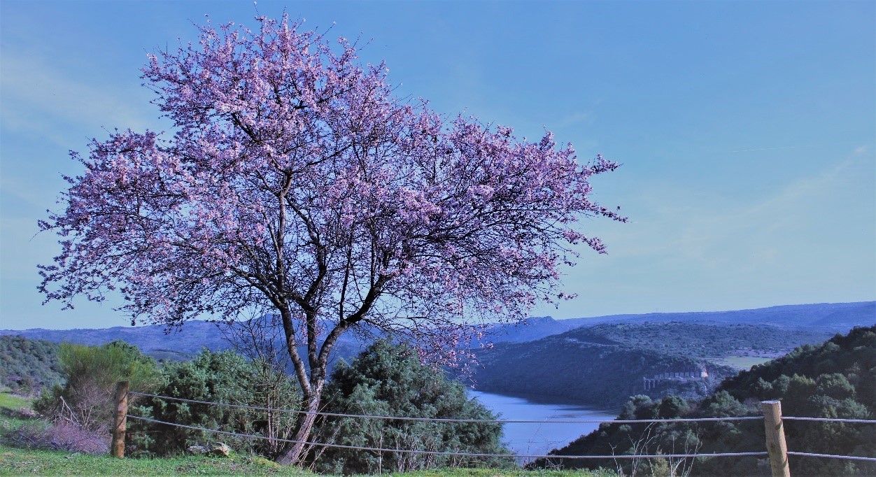 Almendro en flor