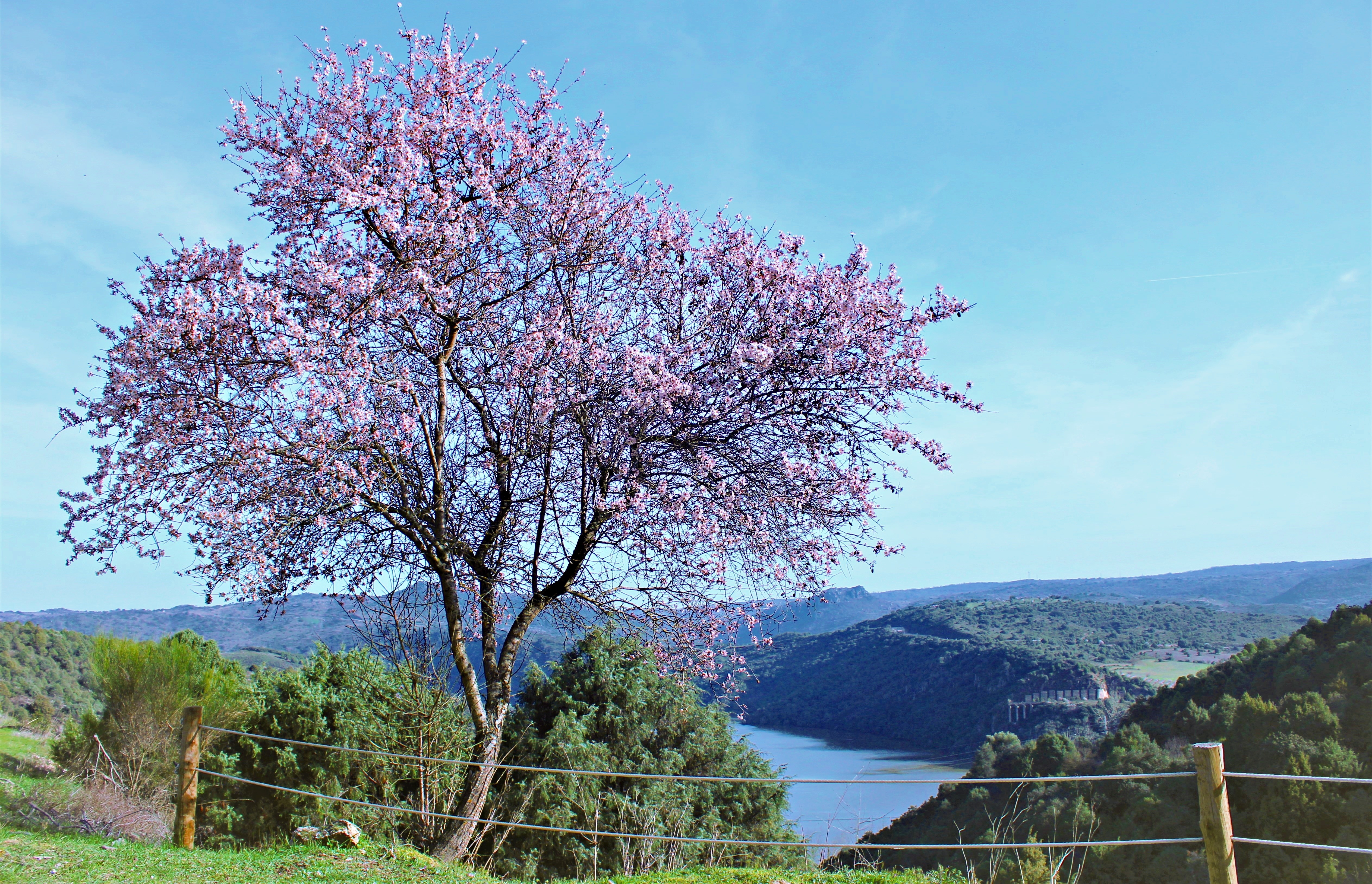 Amendoeira em Flor