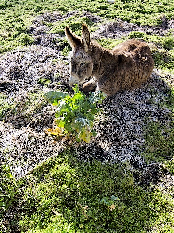 Burro en la Tejera