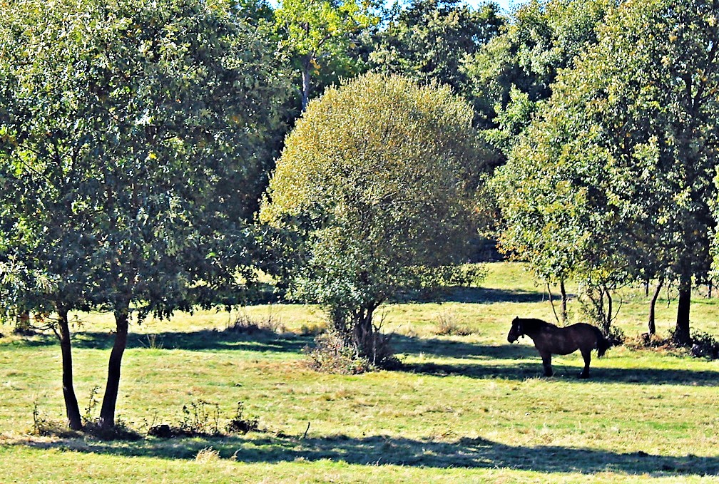 Paisaje Manzanal de Arriba