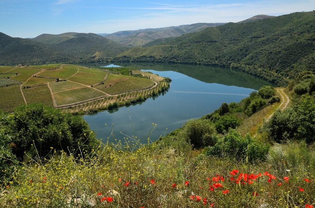 Douro Vinhateiro