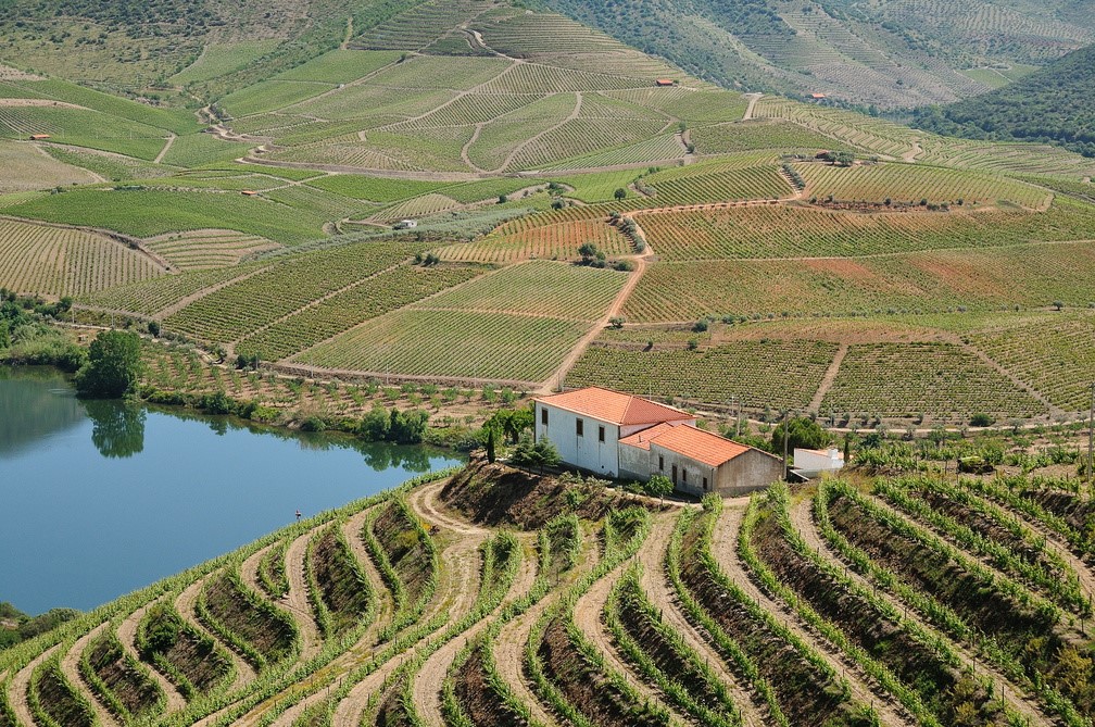 Douro Vinhateiro