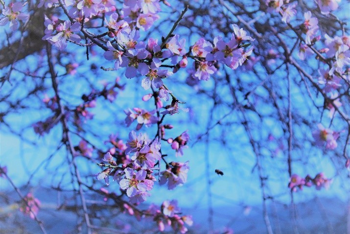 Flor de Almendro