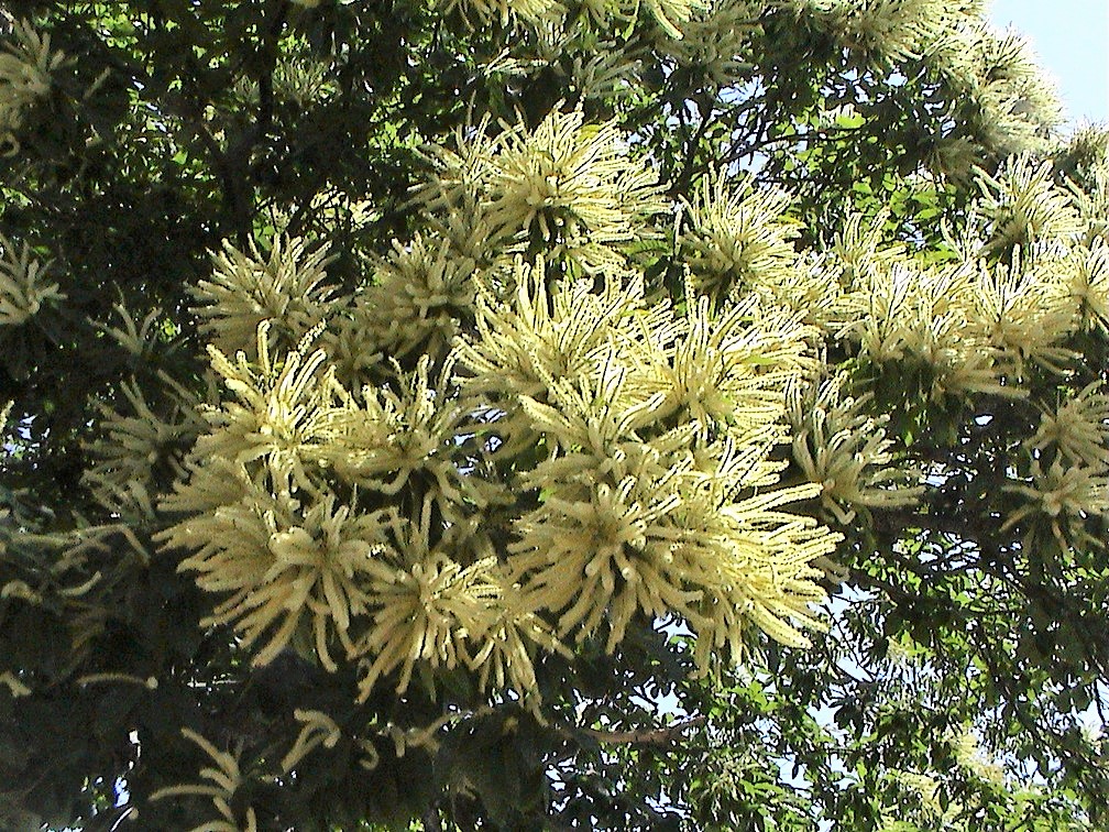 Castaño en Flor