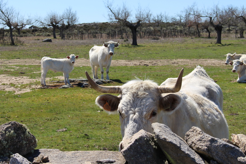 Ganado en El Manzano