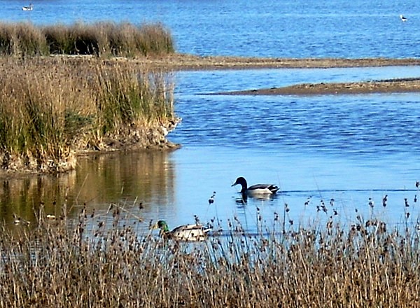 Laguna de Villafafila