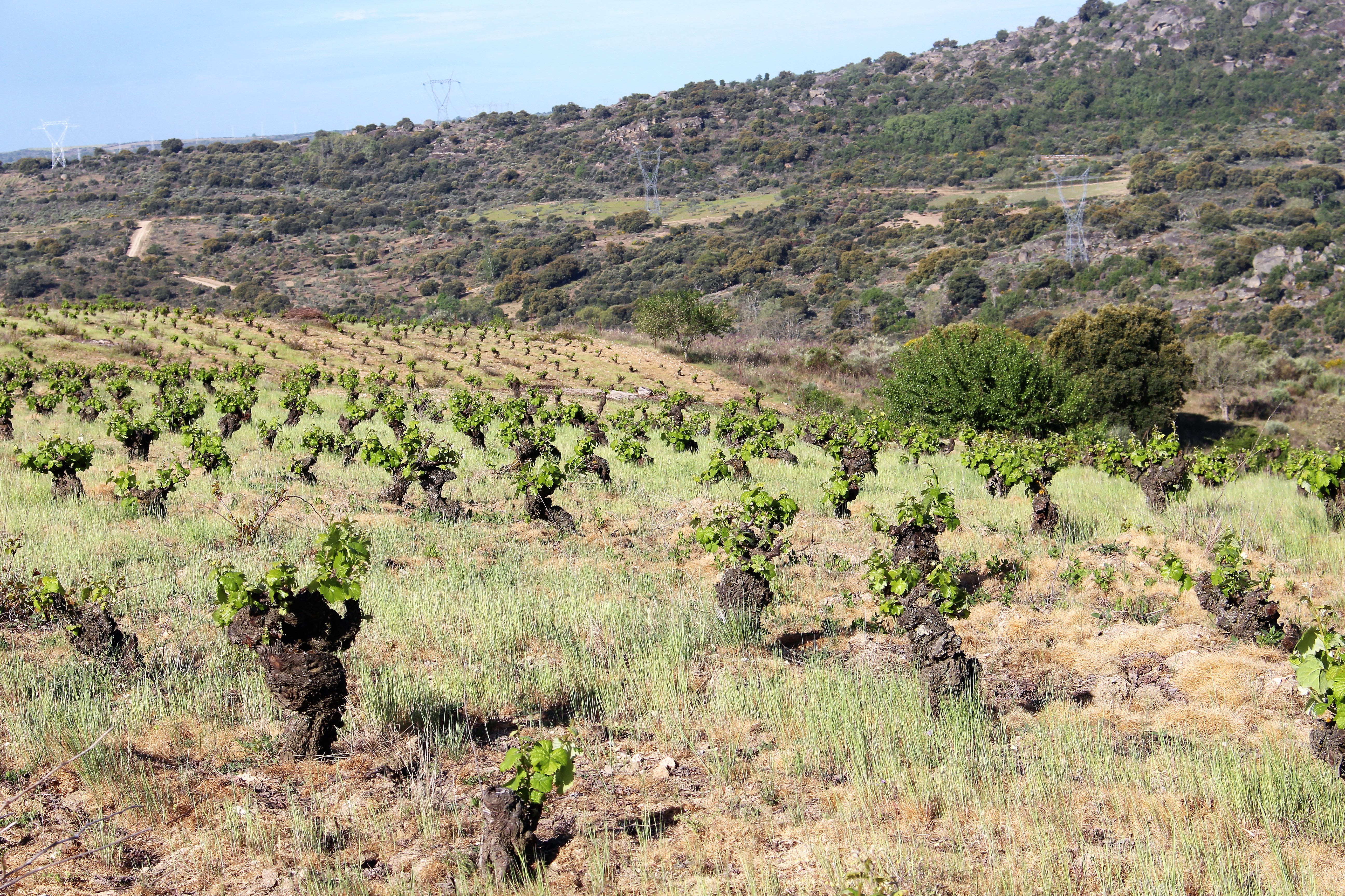 Viñas en Pereña