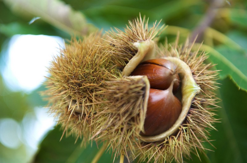 Rural Castanea