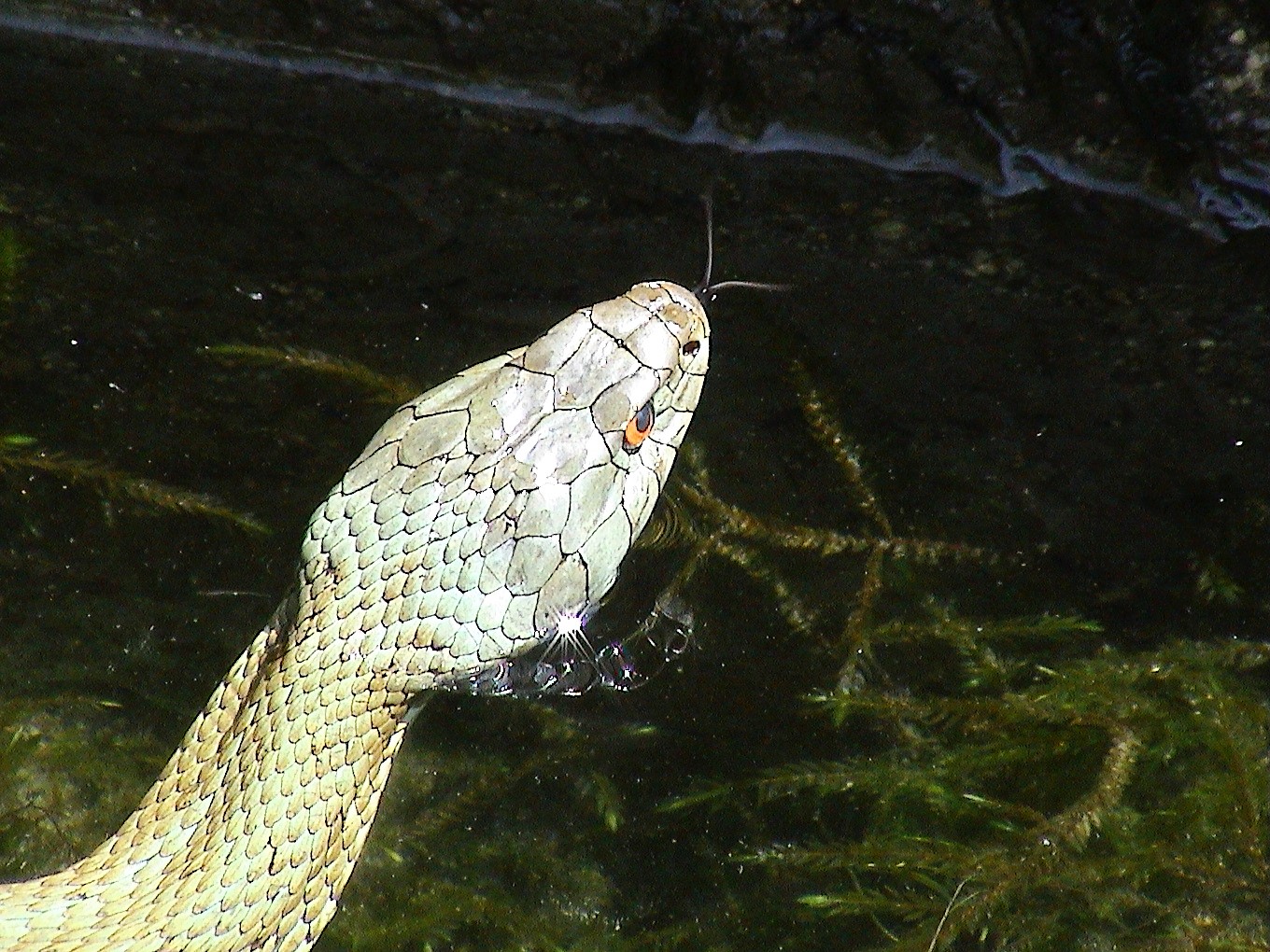 Serpiente en Castromil