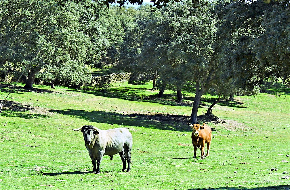 Toros en Gallegos de Argañán