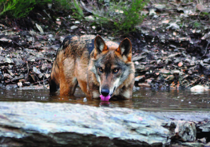 Lobo Ibérico