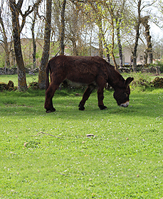 Fornillos de Aliste