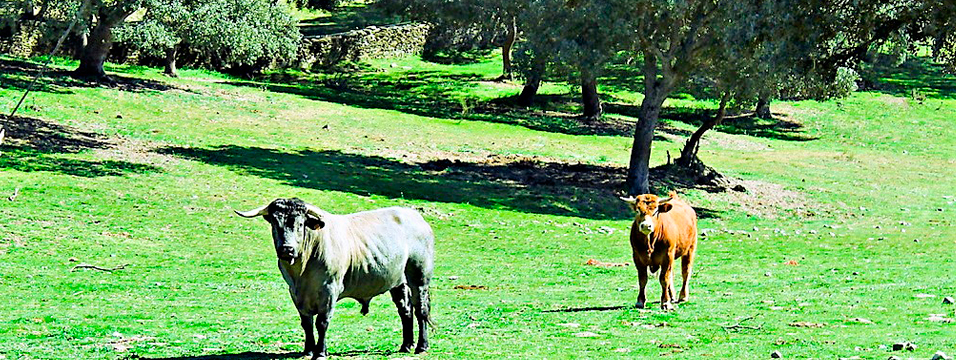 Gallegos de Argañan