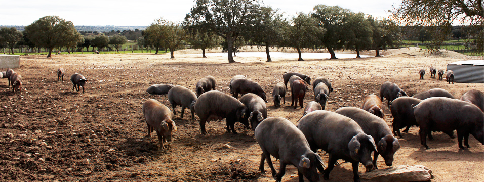 Villaseco de los Gamitos